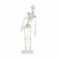 Erler Zimmer Miniature Skeleton, Different Variants
