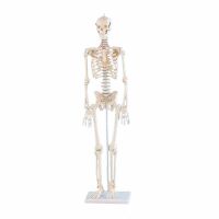 Erler Zimmer Miniature Skeleton, Different Variants