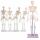 Erler Zimmer Miniature Skeleton, Different Variants