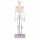 Erler Zimmer Miniature Skeleton, Different Variants