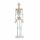 Erler Zimmer Miniature Skeleton, Different Variants
