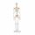 Erler Zimmer Miniature Skeleton, Different Variants