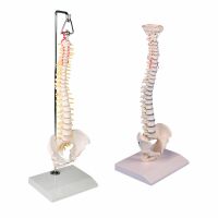 Erler Zimmer Miniature Spinal Column, Different Variants