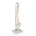 Erler Zimmer Miniature Spinal Column, Different Variants