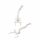 Erler Zimmer Vertebral Column w. Pelvis/Femoral Stumps, Diff. Variants