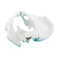 Erler Zimmer Pelvis with Sacrum, Male/Female