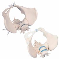 Erler Zimmer Female Pelvis with Sacrum/2 Lumbar...
