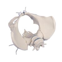 Erler Zimmer Female Pelvis with Sacrum/2 Lumbar...