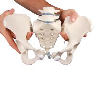 Erler Zimmer Female Pelvis with Sacrum/2 Lumbar Vertebrae, Diff. Var.