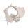 Erler Zimmer Female Pelvis with Sacrum/2 Lumbar Vertebrae, Diff. Var.