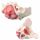 Erler Zimmer Pelvis/Pelvic Floor Musculature, Diff. Variants