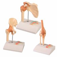 Erler Zimmer Miniature Joint with Cross Section/ Diff....