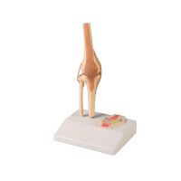 Erler Zimmer Miniature Joint with Cross Section/ Diff....
