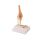 Erler Zimmer Miniature Joint with Cross Section/ Diff. Variants