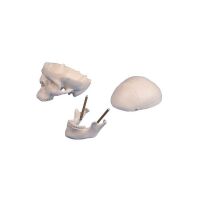 Erler Zimmer Miniature Skull, 3 Parts, Different Variants