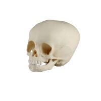 Erler Zimmer Child Skull, Different Sizes and Ages