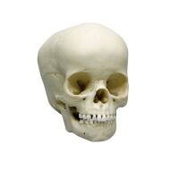 Erler Zimmer Child Skull, Different Sizes and Ages