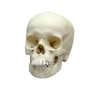 Erler Zimmer Child Skull, Different Sizes and Ages