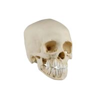 Erler Zimmer Child Skull, Different Sizes and Ages