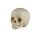 Erler Zimmer Child Skull, Different Sizes and Ages
