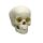 Erler Zimmer Child Skull, Different Sizes and Ages