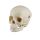 Erler Zimmer Child Skull, Different Sizes and Ages