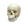 Erler Zimmer Child Skull, Different Sizes and Ages