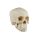 Erler Zimmer Child Skull, Different Sizes and Ages