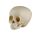 Erler Zimmer Child Skull, Different Sizes and Ages