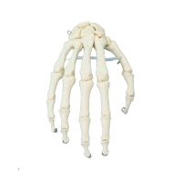 Erler Zimmer Hand-Skeleton, Movable, Different Variants