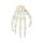 Erler Zimmer Hand-Skeleton, Movable, Different Variants