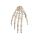 Erler Zimmer Hand-Skeleton, Movable, Different Variants