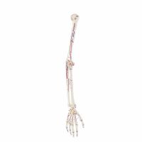 Erler Zimmer Arm Skeleton with Hand, Different Variants