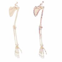 Erler Zimmer Skelton of Arm with Shoulder Girdle,...