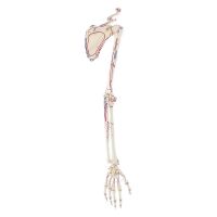 Erler Zimmer Skelton of Arm with Shoulder Girdle,...