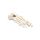 Erler Zimmer Foot Skeleton, Movable, Different Variants