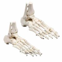 Erler Zimmer Foot Skeleton/Fibula Insertion, Different Variants