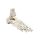 Erler Zimmer Movable Foot Skeleton/Fibula Insertion, Diff. Variants