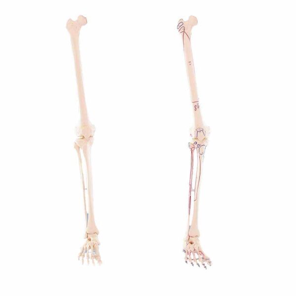 Erler Zimmer Leg Skeleton, Dismountable, with/without Muscle Markings