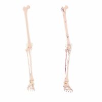 Erler Zimmer Leg Skeleton, Dismountable, with/without...