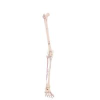 Erler Zimmer Leg Skeleton, Dismountable, with/without Muscle Markings