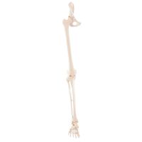 Erler Zimmer Leg Skeleton Incl. Half Pelvis, w/without...