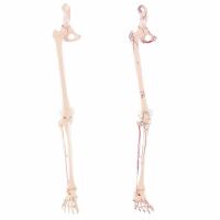 Erler Zimmer Leg Skeleton Incl. Half Pelvis, w/without...