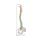 Erler Zimmer Flexible Vertrebral Column, Different Variants