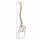 Erler Zimmer Flexible Vertrebral Column, Different Variants