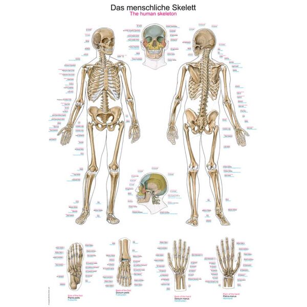 Erler Zimmer Anatomical Chart "The Human Skeleton", 2 Sizes