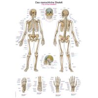 Erler Zimmer Anatomical Chart "The Human...