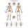 Erler Zimmer Anatomical Chart "The Human Skeleton", 2 Sizes