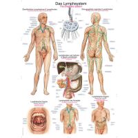 Erler Zimmer Anatomical Chart "Lymphatic...