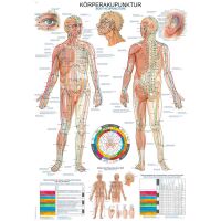 Erler Zimmer Anatomical Chart "Acupuncture",...